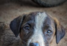 Campaña di microchipping di mascota ta sigui den 2024