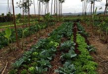 Diasabra awor e proyecto di Agroforestria Sintropico lo cuminsa na scol