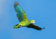 E prome Yellow-Shouldered Amazon ta tuma su vuelo liber den naturalesa di Aruba