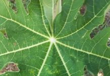 Santa Rosa Aruba ta adverti ariba virus activo cu ta ataca mata di Papaya