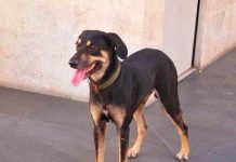 Un biaha mas, cantidad di cacho a perde debi na klapchi