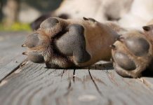 Asesino di cacho ta causa teror na Mexico despues di a asesina 23 mascota