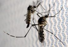 Aumento den casonan di dengue na Corsou