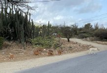 Prome Minister Evelyn Wever-Croes: Ban tur hunto ta doñonan di mascota mas responsabel