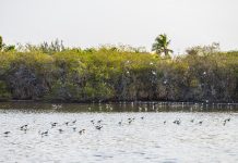 FPNA, Gobierno di Aruba y TPEF a firma acuerdo pa cuminsa cu proyecto pa conserva saliñanan