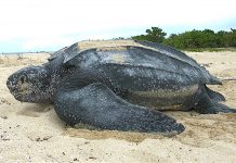 Temporada di turtuga ta bay cuminsa na Aruba