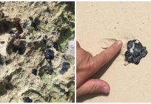 Pa cerca di 3 siman mas por sigui haya teerballs di oilspill den costa OIL SPILL