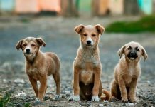 Fundacion Stimami Sterilisami a extende un invitacion na tur veterinario pa participa den su programa nacional di sterilisacion di 2024