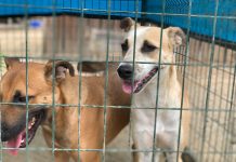 Luna Foundation buscando ayudante urgente