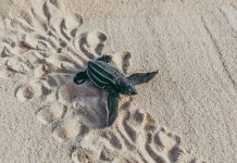 Ta tempo cu turtuganan di lama ta yega cerca pa broei