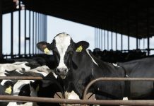 Merca: A descubri restonan di virus aviar den lechi pasteurisa, segun FDA