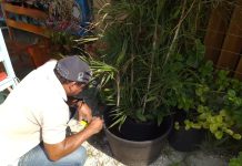 Aruba cu caso di Dengue interna na hospital; DVG ta alerta comunidad pa yuda stop e transmision di Dengue