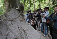 Cambodia ta investigando YouTuber su abuso di macaco na sitio di UNESCO Angkor