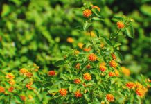 Consulta cu Studiantenan di Universidad di Aruba riba Derecho di Naturalesa