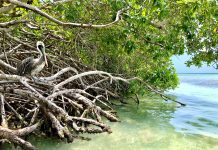 FPNA buscando expertonan pa por restaura mangel di Mangel Halto