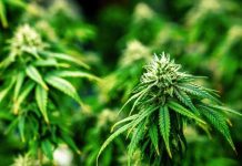 Gran parti di Hulanda en fabor di cultivacion y benta di cannabis legalisa