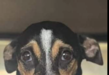 Autopsia di Khaleesi ta indica señalnan di maltrato y desnutricion di basta tempo