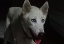 Otro cacho ta fayece pa motibo di abuso y maltrato