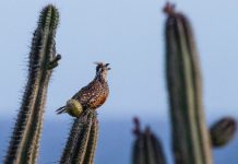 Otro especie di parha ta desaparece pa motibo di actividad di UTV y ATV bird paloma parha