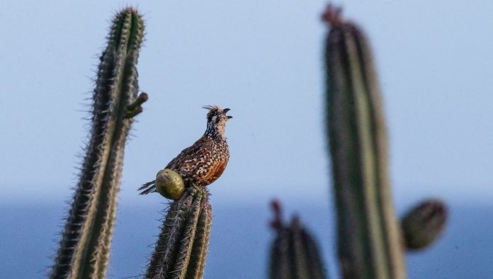 bird paloma parha