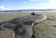 Criatura di lama haya na costa di California