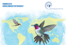 Eight To Eight, Because Our Planet Can’t Wait Campaign; Dia 11 di mei tabata Dia Mundial di Parha Migratorio