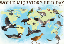 Dia Mundial di Parhanan Migratorio 2024: Proteccion di insecto ta proteha parhanan