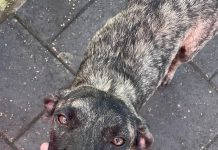 E consecuencianan dañino di abandono di mascota