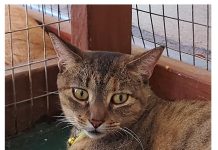 Bin pasa un rato ameno y sostene un bon causa! Nine Lives Aruba Foundation cu tremendo garage sale