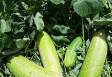 Scolnan participando den proyecto di Agroforesteria Sintropico ta mirando su fruto