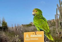 Aruba Conservation Foundation ta pidi comunidad pa respeta espacio di lora y no duna nan cuminda