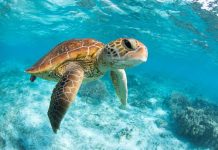 Dia mundial di Turtuganan di lama