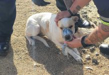 Otro cacho ta sufri na man di hende