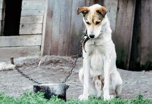 Paws United Aruba a bay Madiki pa haya sa e situacion di cachonan riba caya