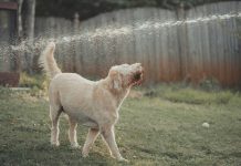 Tips pa cuida y proteha e mascotanan den temporada di calor
