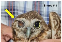 No tin solucion ainda: ABC Foundation ta reporta caso di shoconan perhudica pa, entre otro, practica di ATV y UTV