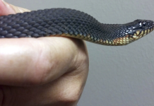 Algun bestia na mundo no tin mester un pareha pa reproduci