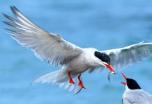 Ayera a marca Dia Mundial di Parha Marino