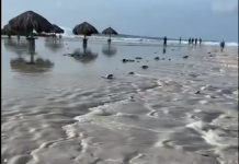 Baby Beach a registra efectonan di horcan Beryl cu a laga varios morto den Caribe