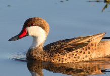 Diferente especie di parha migratorio lo ta yegando Aruba pronto