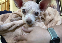 Gizmo a perde na Las Vegas den 2015; 9 aña despues el a ser haya bibo