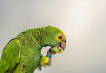 Aruba Conservation Foundation: “Loranan re introduci na januari ta bayendo super bon, pero comunidad no mester gara nan”