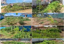 Mantencion di hardinnan di alimentacion na scolnan basico no ta riba standard di agroforesteria sintropico