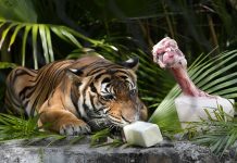Zoologico na Florida ta protege animalnan di calor di berano