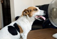 Meteo Aruba ta emiti aviso pa calor extremo den proximo dianan