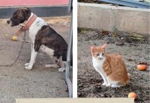 Paws Uni Aruba ta yega Madiki e weekend aki pa cuminsa cu nan campaña di sterilisacion