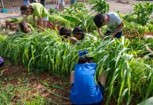 Minister Ursell Arends: Proyecto di Agroforesteria; E caminda pa un cambio fundamental den nos sector agricola