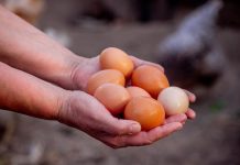 Empuhe pa produccion di webo comercial