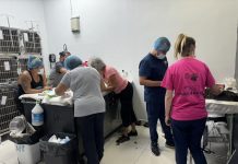 Despues di yuda 534 cacho y pushi den Madiki, Paws Uni Aruba ta preparando pa brinda ayudo den bario di Dakota