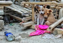 Ta importante pa comunidad participa den consulta publico pa proyecto di ley di bienestar animal
